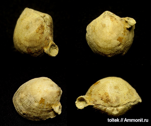 обрастание, encrustation of brachiopods, Epizoans, Поселения кораллов на створках брахиопод