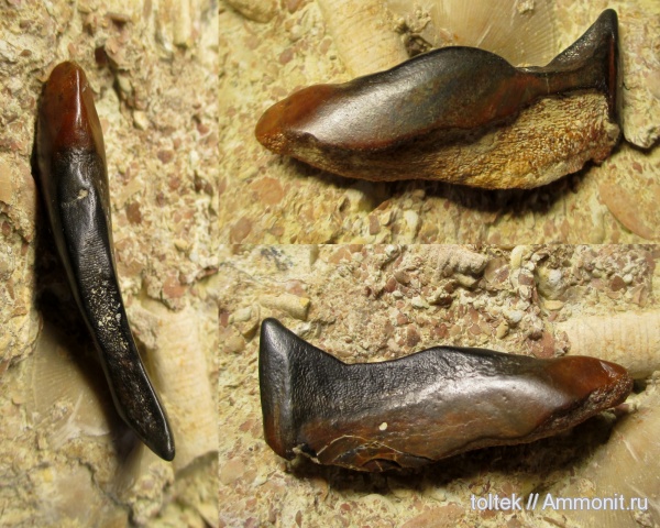 плакодермы, Placodermi, Ptyctodus