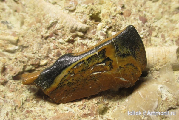 плакодермы, Placodermi, Ptyctodus