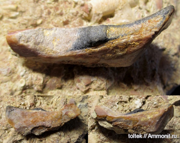 плакодермы, Placodermi, Ptyctodus