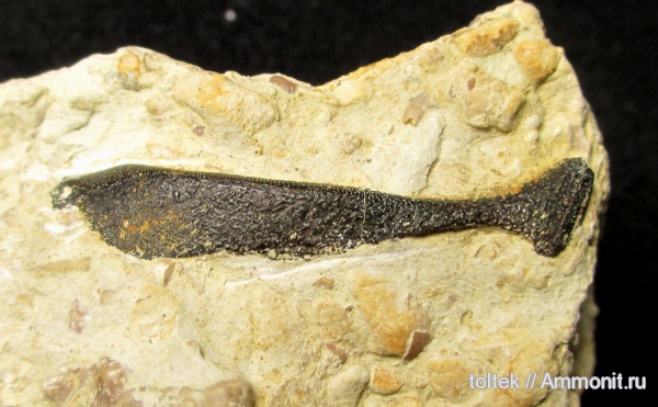 плакодермы, Placodermi, Ptyctodus