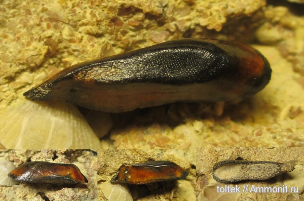плакодермы, Placodermi, Ptyctodus