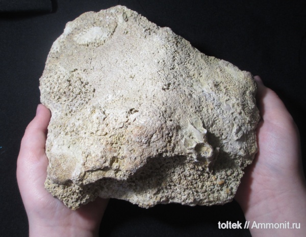 Syringopora, Rugosa, syringopora fragilis