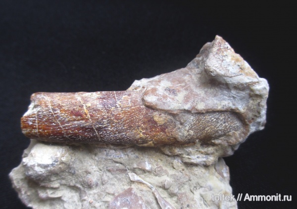 плакодермы, Placodermi, Ptyctodus