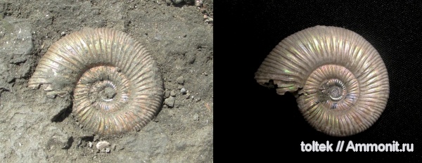 Binatisphinctes