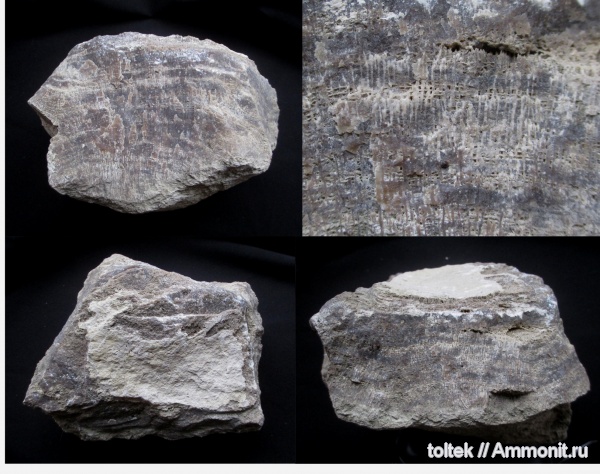Stromatoporoidea