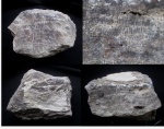 Stromatoporoidea карбона