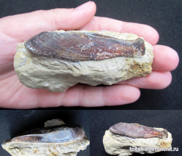 плакодермы, Placodermi, Ptyctodus