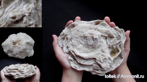 Tabulata, Rugosa, Alveolites, Epizoans