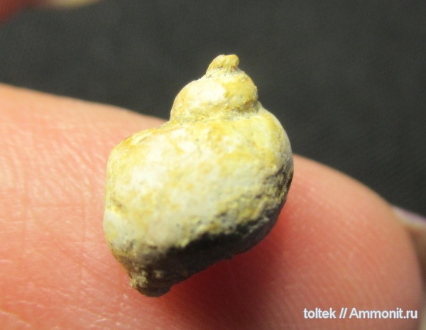 Macrocheilus
