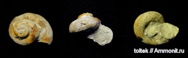 Elasmonema