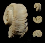 Единственная и неповторимая гастропода Euomphalus circularis Phillips