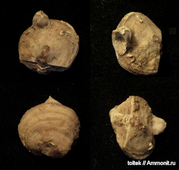 обрастание, Schuchertella, encrustation of brachiopods, Schuchertella devonica, Epizoans, Поселения кораллов на створках брахиопод