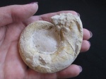 Гастропода Euomphalus