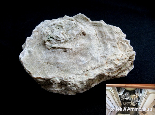 Tabulata, Alveolites