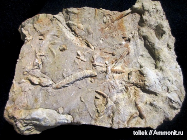 Protovirgularia