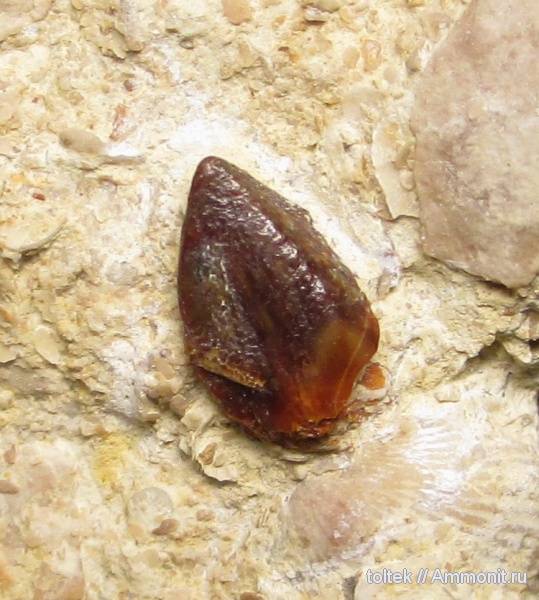 плакодермы, Placodermi, Ptyctodus