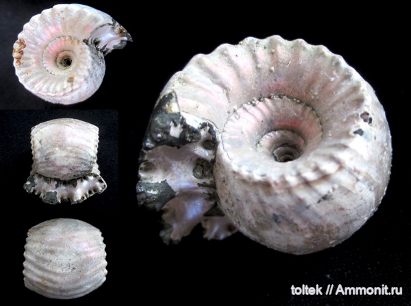 Erymnoceras
