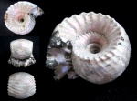 Михайловский Erymnoceras