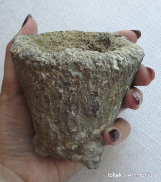 Cephalites