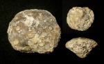 Губка Tremabolites