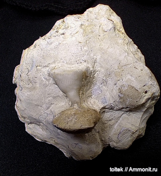 Theodossia, обрастание, encrustation of brachiopods, Epizoans