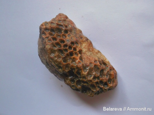 Petalaxis stylaxis