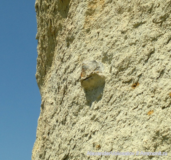 окаменелости, Fossils