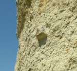 Bivalvia (Двустворчатые). Ostrea polyphaema (в отложениях)