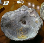 Bivalvia (Двустворчатые). Ostrea polyphaema (верхняя створка изнутри, с вкраплением пирита)