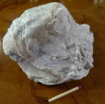 Bivalvia (Двустворчатые). Ostrea polyphaema (вид сбоку)