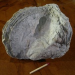 Bivalvia (Двустворчатые). Ostrea polyphaema (вид снизу)