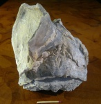 Bivalvia (Двустворчатые). Ostrea polyphaema 2 (вид спереди)