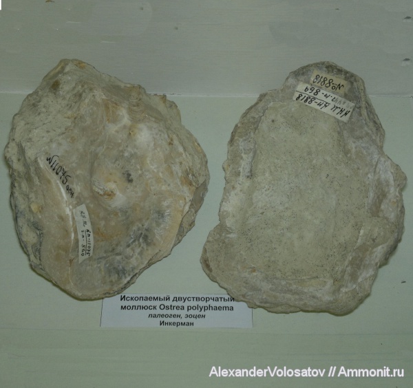 Ostrea