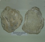 Ostrea polyphaema с музея "Центральный музей Тавриды"