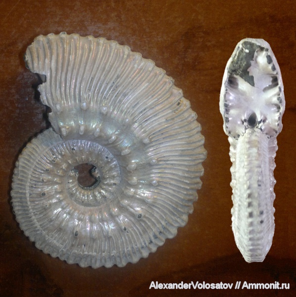 ФОТОГАЛЕРЕЯ 2 "AMMONOIDEA" Аммониты