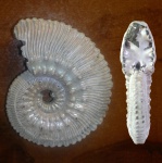 Kosmoceras proniae Teisseyre, 1883 (59 мм)