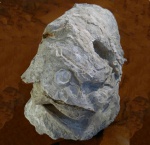 Bivalvia (Двустворчатые). Ostrea polyphaema (165 - 130 мм.)
