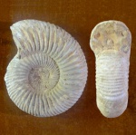 Perisphinctes sp. (44 мм)