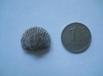 Orthambonites calligramma