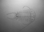 Paraceraurus exsul