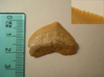 Squalicorax pristodontus