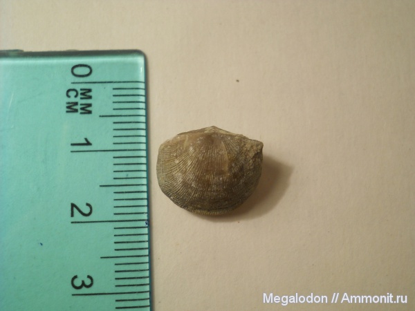 брахиоподы, ордовик, Ленинградская область, Gonambonites, Ordovician