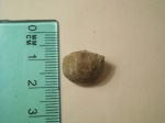 Gonambonites sp.