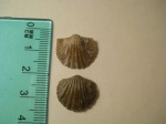 Orthis callactis, Nicolella sp.