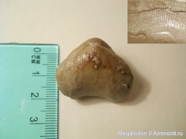 брахиоподы, ордовик, Porambonites, Ordovician