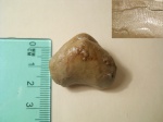 Porambonites sp.