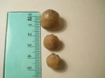 Lycophoria globosa, Lycophoria nucella