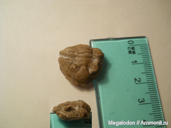 трилобиты, ордовик, Путилово, Ленинградская область, Pseudoasaphus, Ordovician