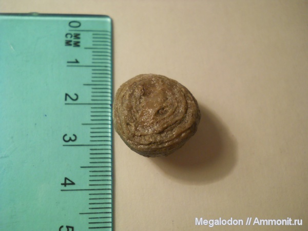 ордовик, мшанки, Ленинградская область, Diplotrypa, Ordovician